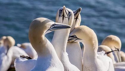 亚眠不敌对手，客场作战遭遇挫折