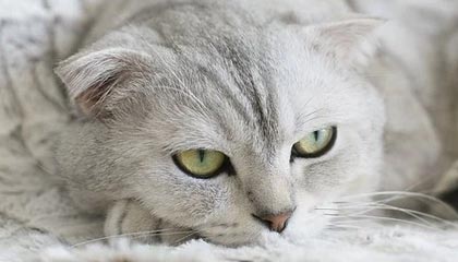 亚洲球队在国际赛事中取得耀眼成绩