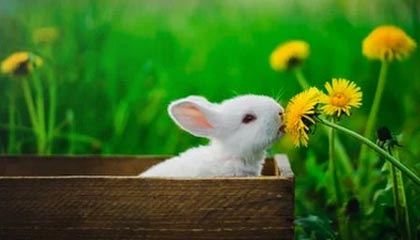 卡昂战胜对手，取得关键三分——一场属于勇气与智慧的胜利